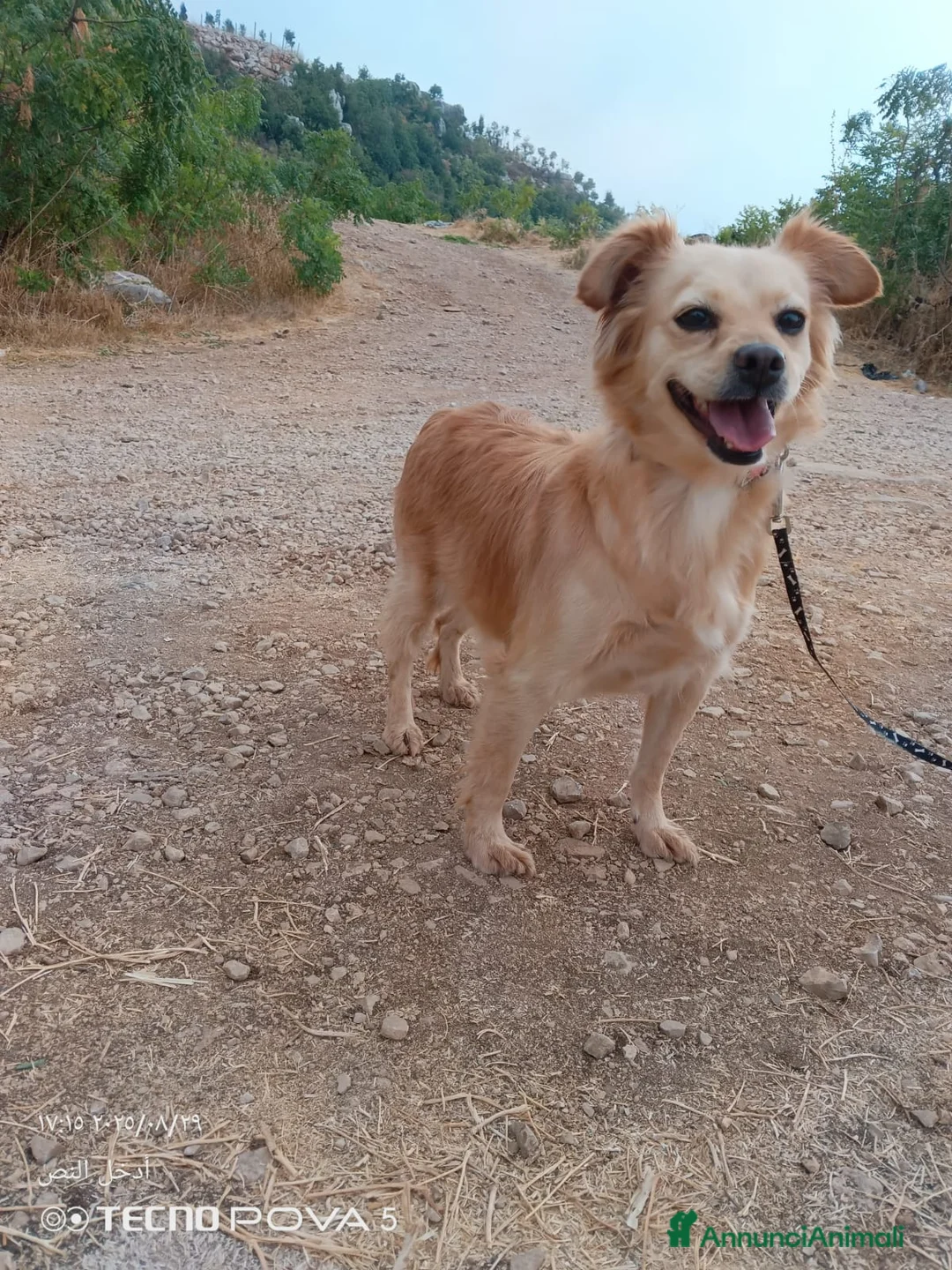 Meticcio cani in regalo: Najma, una dolce e tenera meticcia - Annuncio 6