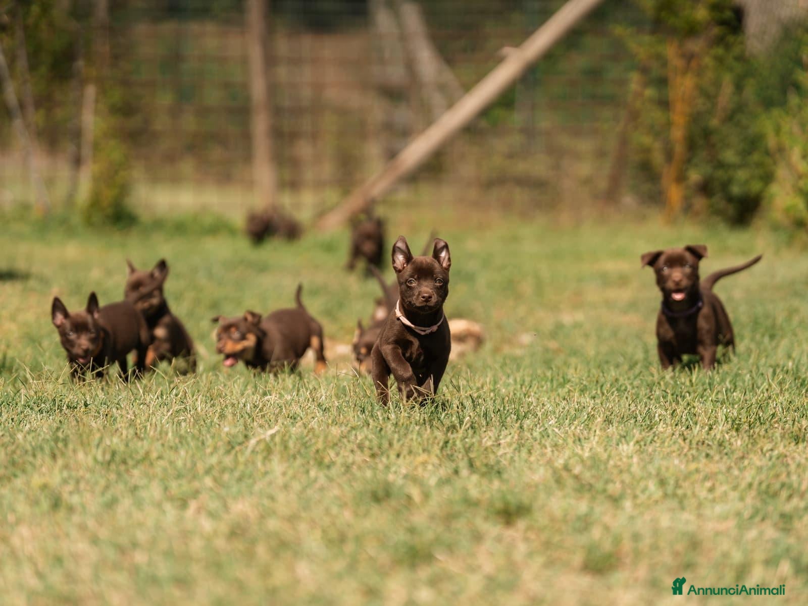 Australian Kelpie cani Cuccioli Australian Kelpie  - Annuncio 1