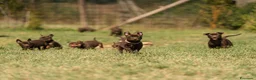 Australian Kelpie cani in vendita: Cuccioli Australian Kelpie  a Provincia di Siena - Annuncio 1