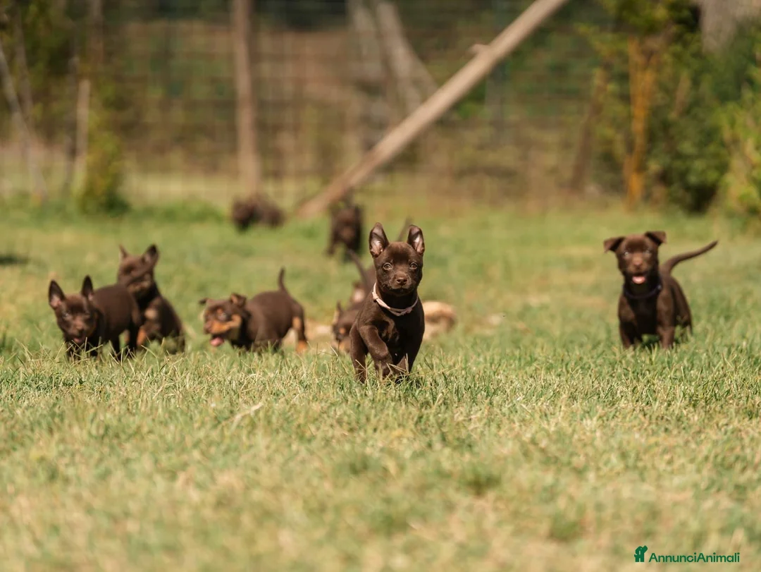 Australian Kelpie cani in vendita: Cuccioli Australian Kelpie  a Provincia di Siena - Annuncio 1