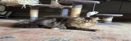 Persiano gatti in vendita: Gatti persiani  - Annuncio 6