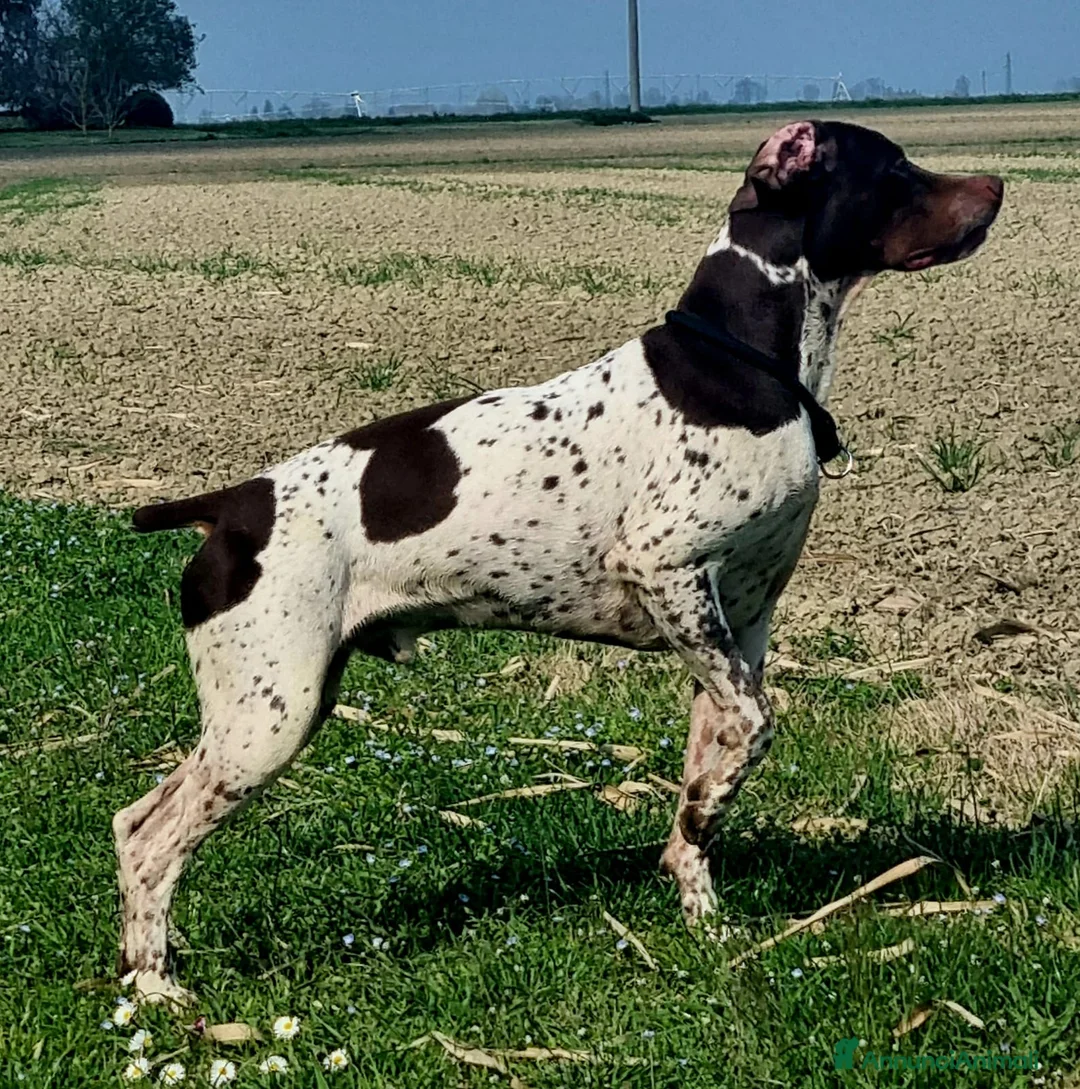 Bracco cani in regalo: Bracco francese  - Annuncio 2