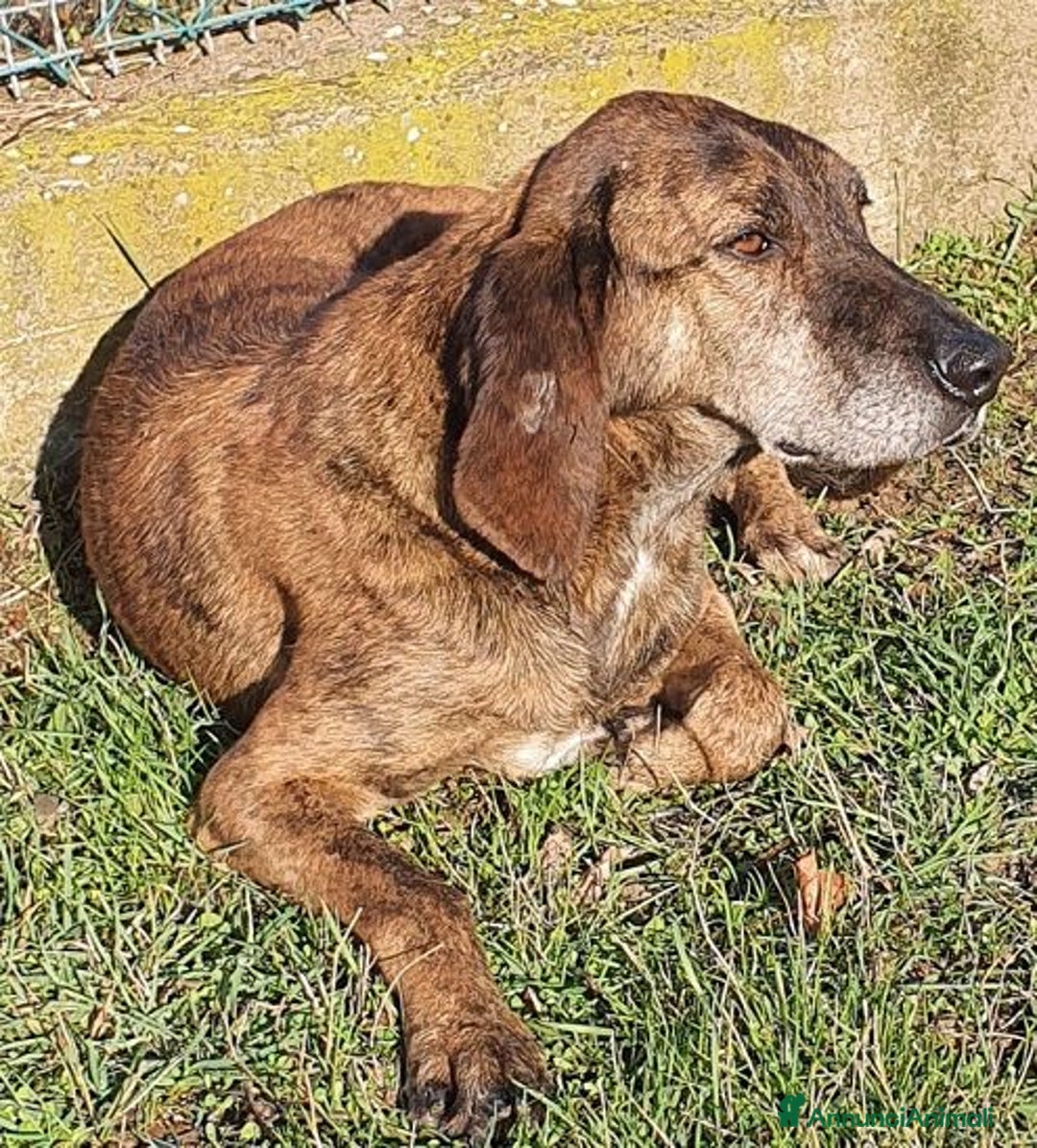 Segugio cani in regalo: NICK tranquillo e socievole - Annuncio 2