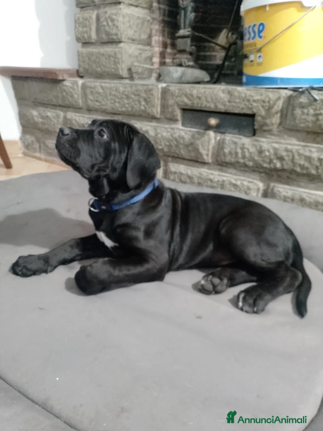 Cane Corso cani in vendita: Cuccioli di cane corso  - Annuncio 2