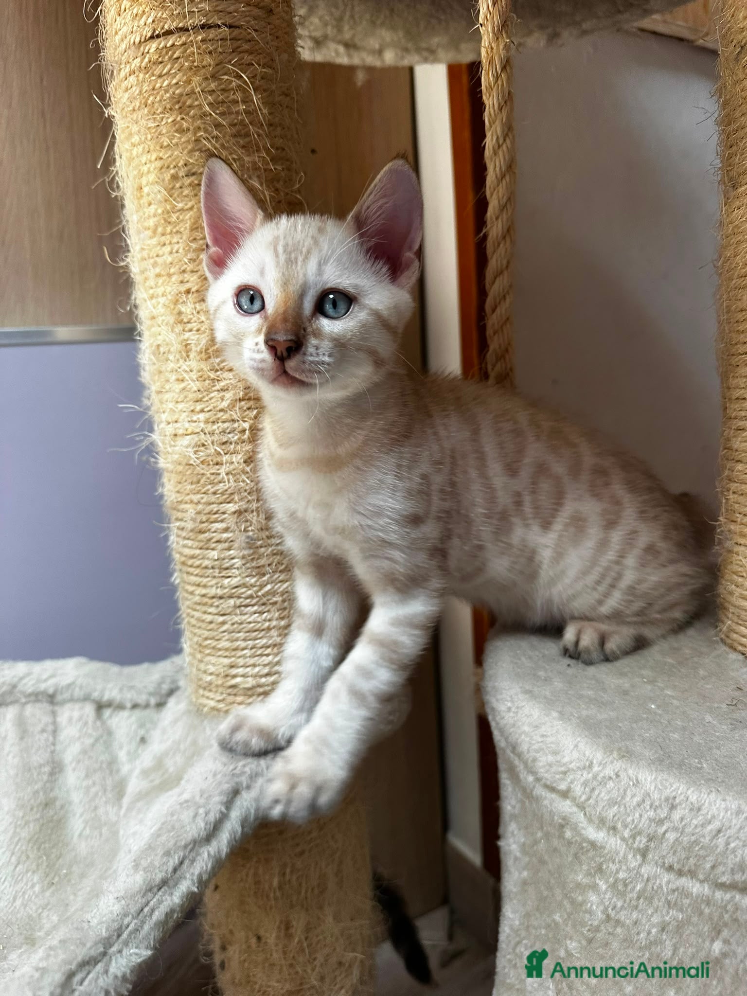 Bengala gatti Cuccioli gatto del bengala pedegree TICA - Annuncio 3