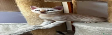 Bengala 1