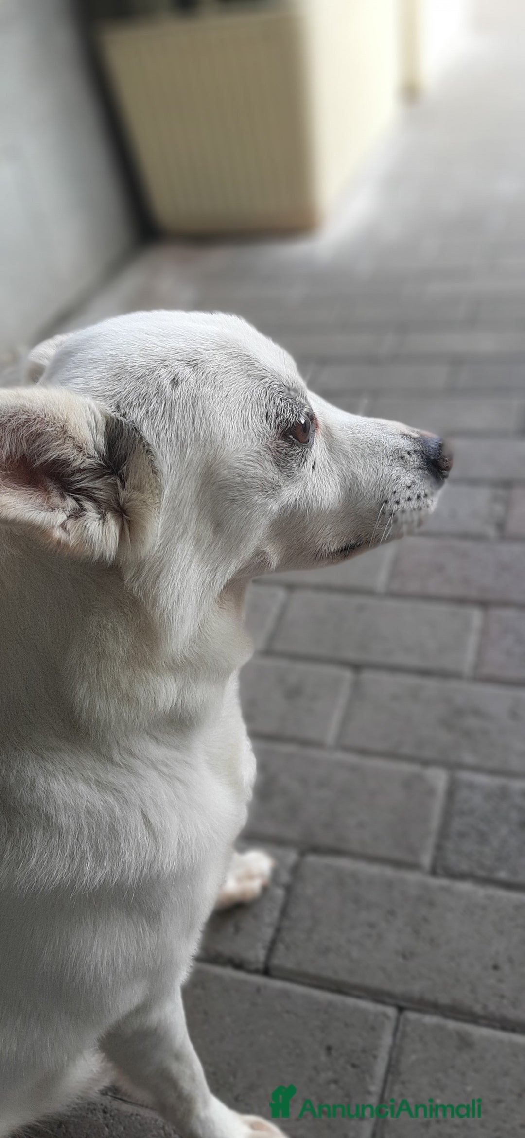 Meticcio cani in regalo: FOX CAGNOLINO CANDIDO - Annuncio 4