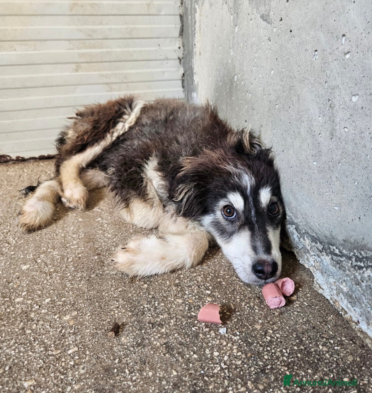 Meticcio cani Yuri favoloso cucciolo simil border collie - Annuncio 28