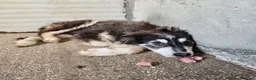 Meticcio cani in regalo: Yuri favoloso cucciolo simil border collie - Annuncio 1
