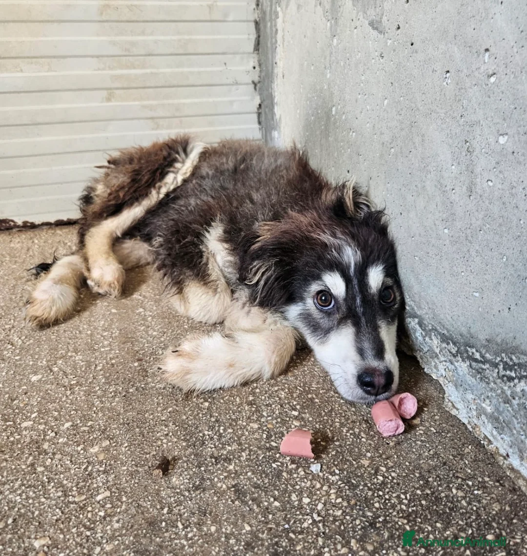 Meticcio cani in regalo: Yuri favoloso cucciolo simil border collie - Annuncio 1