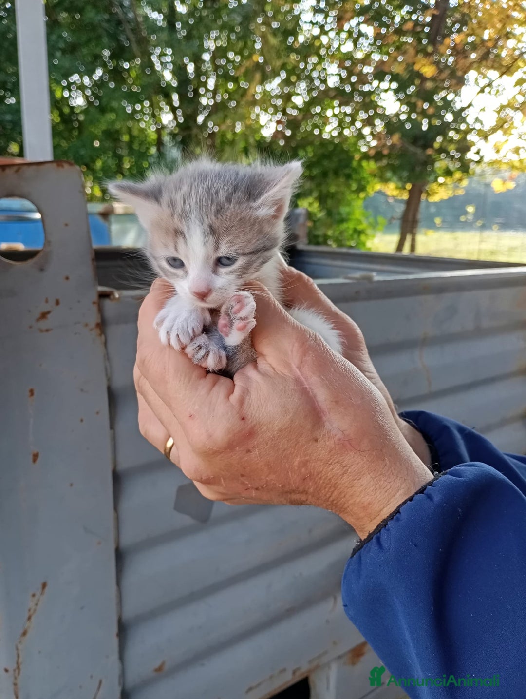 Europeo gatti in regalo: GATTI E GATTINI  - Annuncio 5