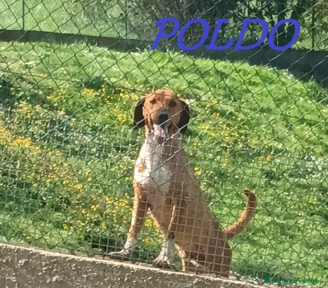 Meticcio cani in regalo: POLDO esuberante,affettuoso e buono 5-6anni - Annuncio 9