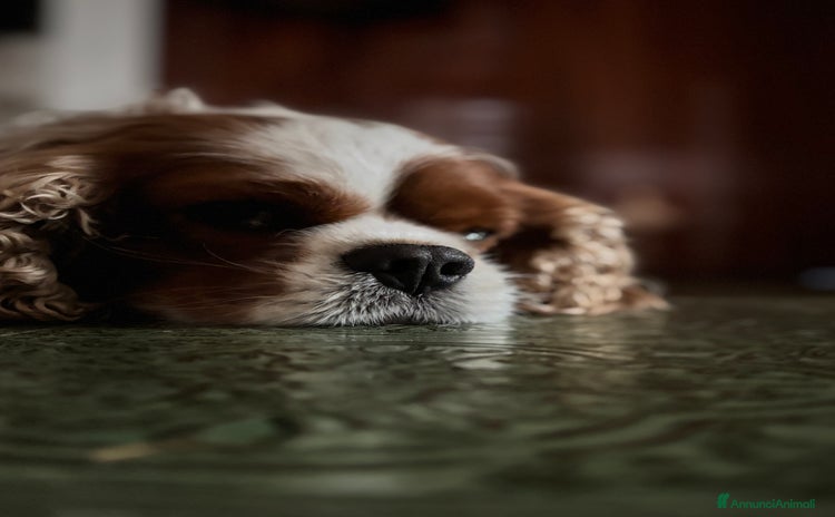 Cavalier King cani a Città Metropolitana di Torino - Annuncio 19