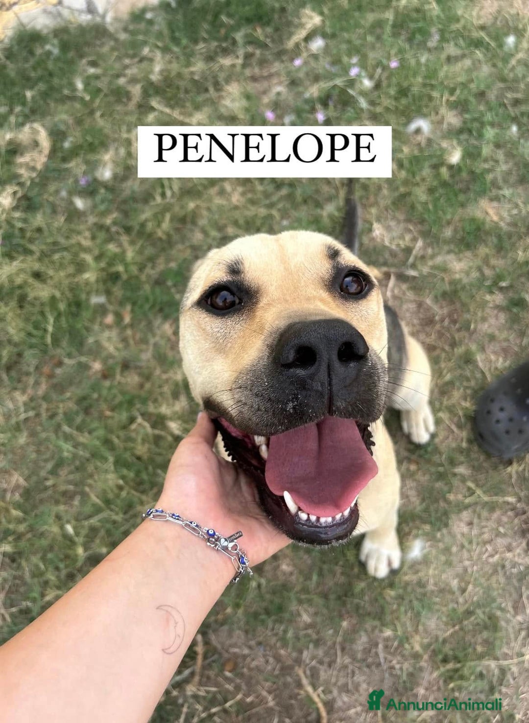 Meticcio cani in regalo: Penelope a Provincia di Latina - Annuncio 1