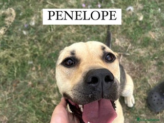 Meticcio cani Penelope a Provincia di Latina - Annuncio 8
