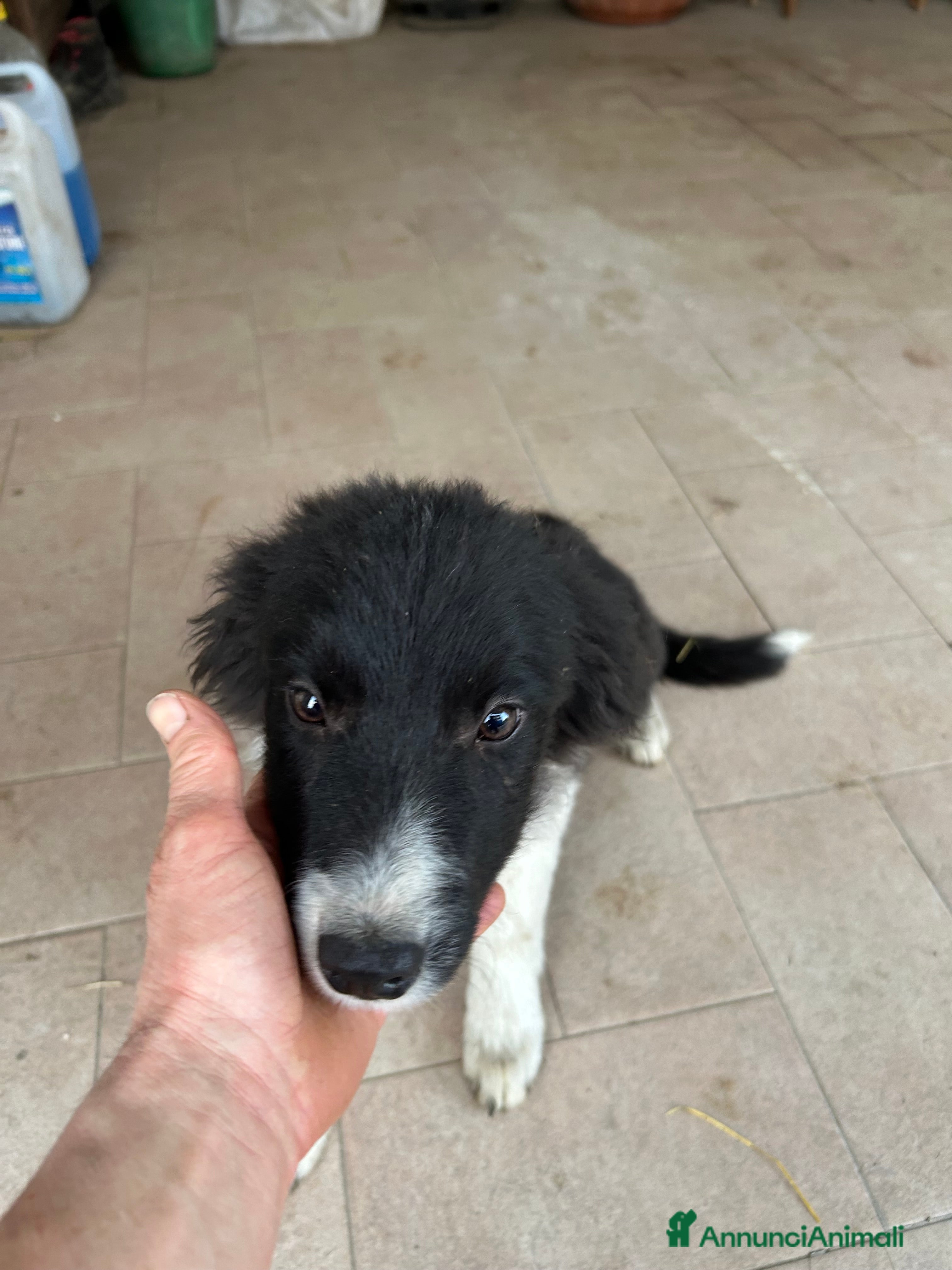 Border Collie cani Border collie - Annuncio 1