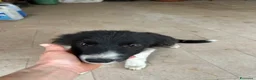 Border Collie cani in vendita: Border collie - Annuncio 1