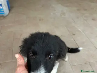Border Collie cani Border collie - Annuncio 29