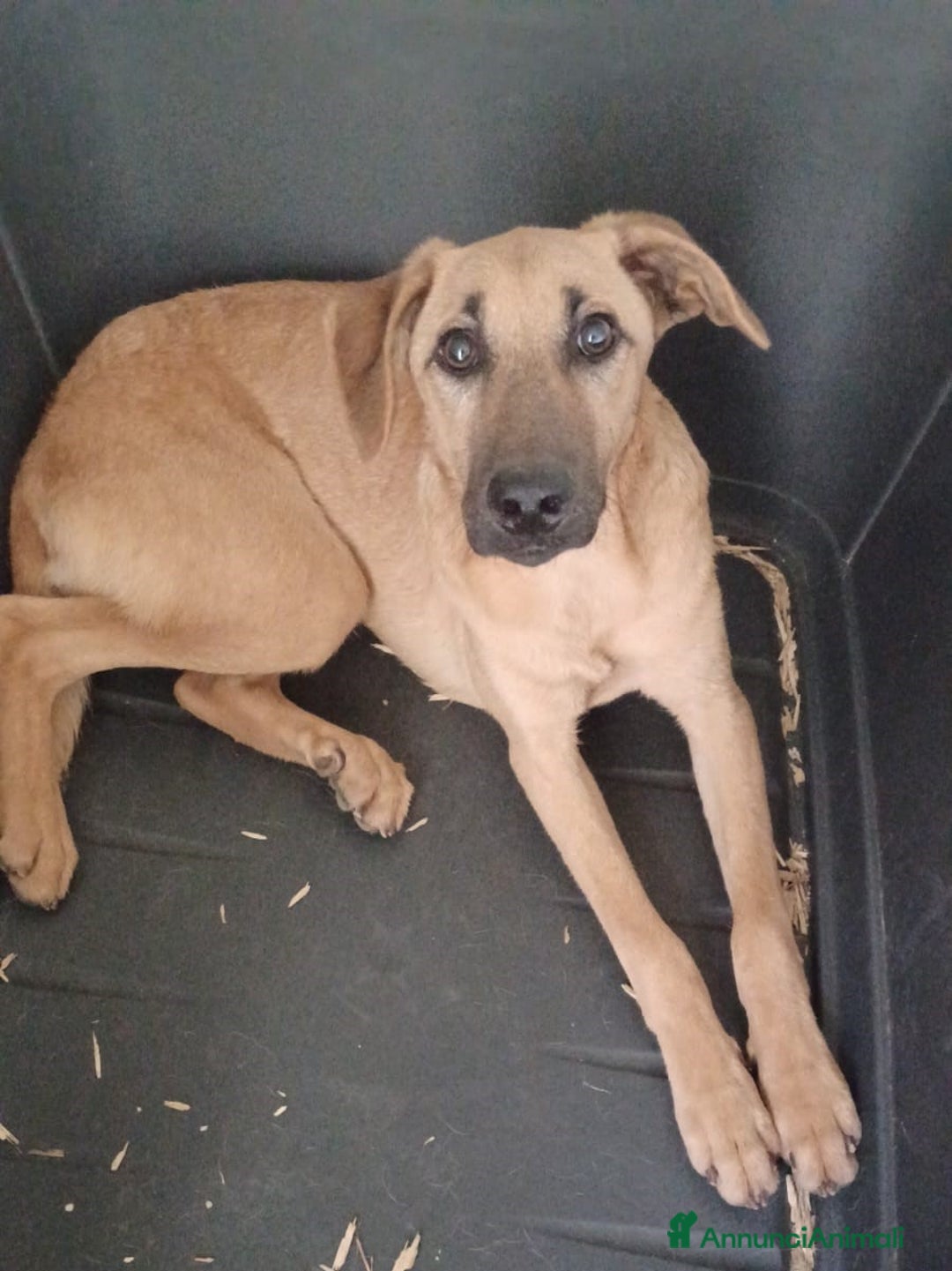 Meticcio cani in regalo: ALBICOCCA ASPETTA TE a Città metropolitana di Milano - Annuncio 1