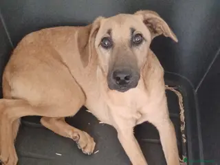 Meticcio cani ALBICOCCA ASPETTA TE - Annuncio 15