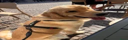 Golden Retriever cani per accoppiamento: Ares golden Retriever, un anno e cinque  a Provincia di Asti - Annuncio 4