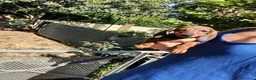 Bassotto cani in vendita: Bassotto nano pelo corto femmina  - Annuncio 3