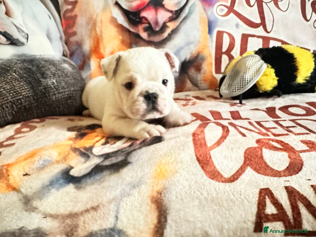 Bulldog cani in vendita: Cuccioli di bulldog - Annuncio 3