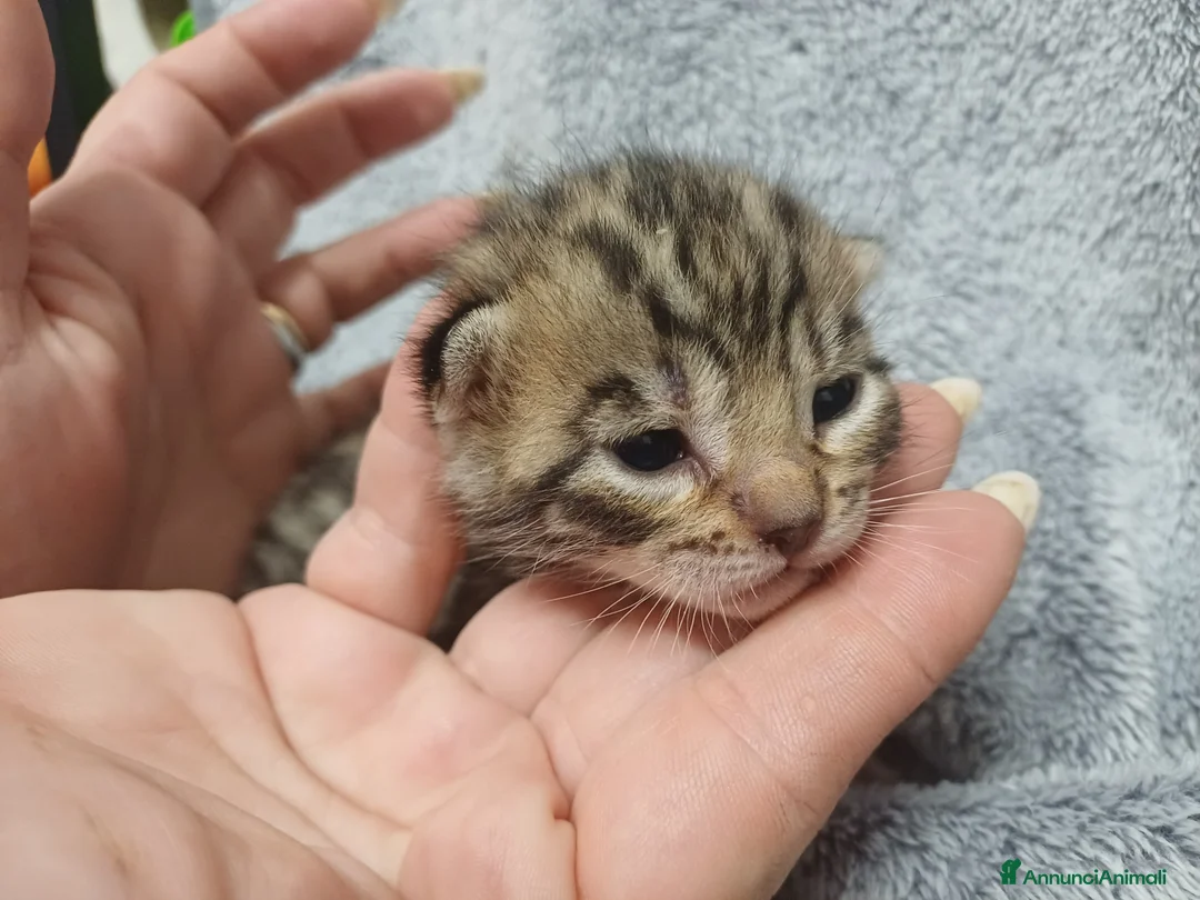 Bengala gatti in vendita: Gatto del bengala  - Annuncio 10