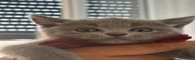 STELLA