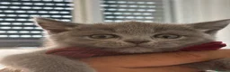 British gatti in vendita: Cuccioli British-Scottish - Annuncio 6