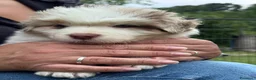 Australian Shepherd cani in vendita: Disponibili cuccioli di Pastore Australiano - Annuncio 5