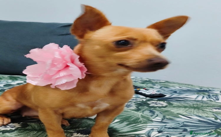 Meticcio cani - Annuncio 18