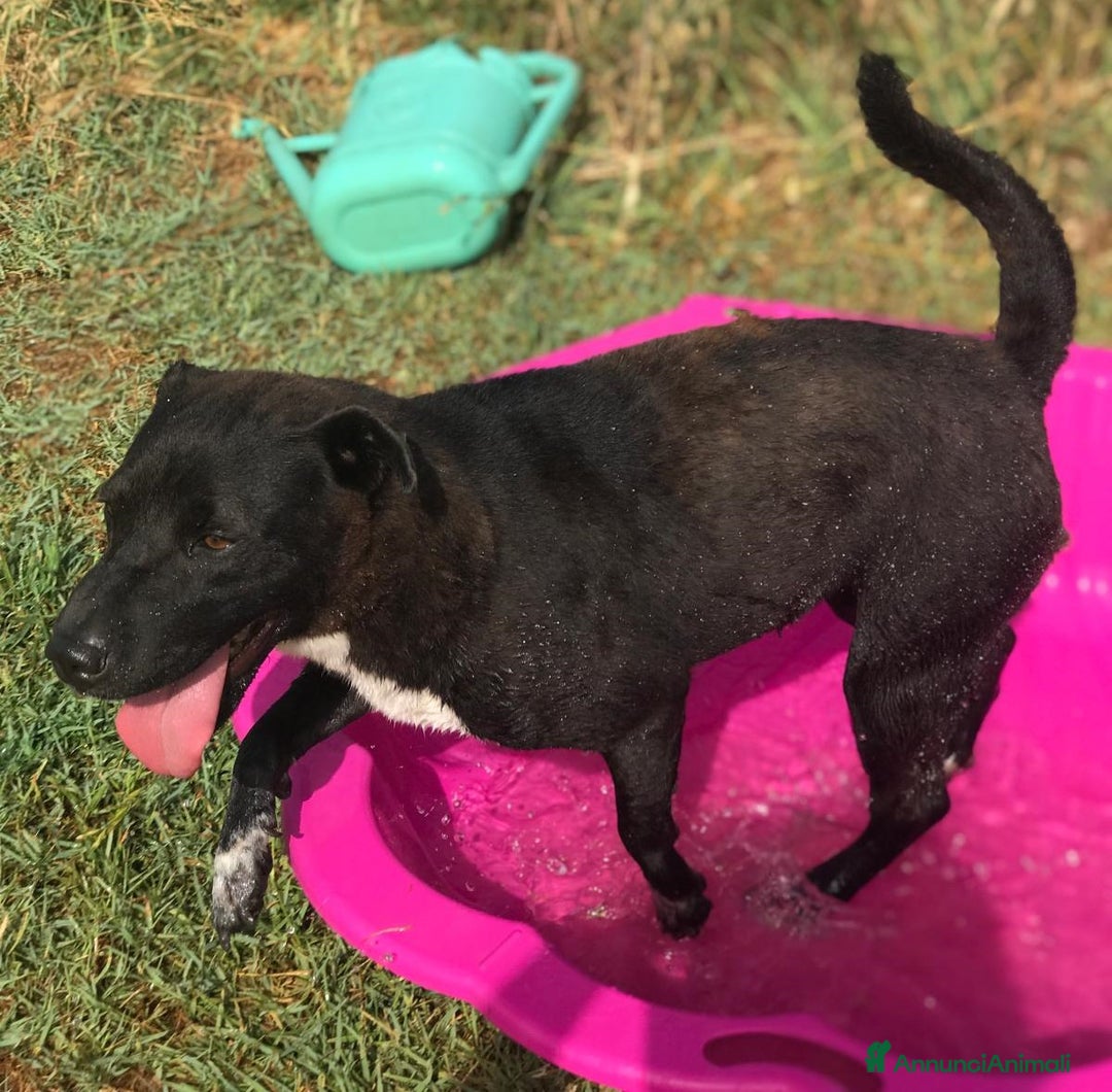 Meticcio cani in regalo: LUDMILLA simil Shar Pei dal carattere esplosivo a Provincia di Latina - Annuncio 1