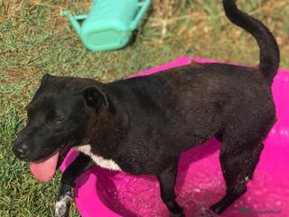 Meticcio cani LUDMILLA simil Shar Pei dal carattere esplosivo a Provincia di Latina - Annuncio 41