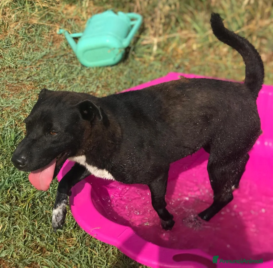 Meticcio cani in regalo: LUDMILLA simil Shar Pei dal carattere esplosivo a Provincia di Latina - Annuncio 1