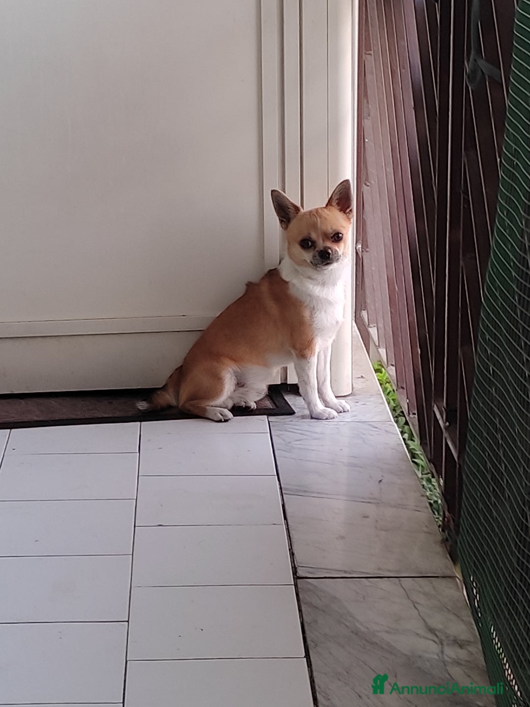 Chihuahua cani per accoppiamento:  Willy Stallone per monta - Annuncio 4