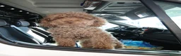 Barboncino cani per accoppiamento: Barboncino  a Provincia di Verona - Annuncio 1