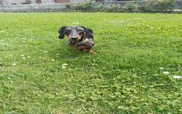 Bassotto cani per accoppiamento: Bassotto cerca amore a Provincia di Brescia - Immagine 3