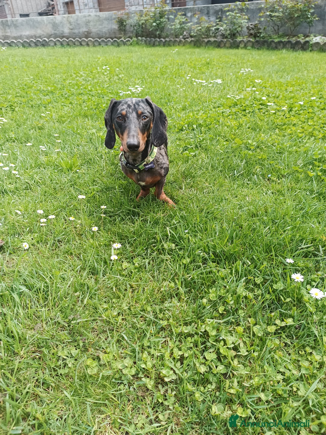 Bassotto cani per accoppiamento: Bassotto cerca amore a Provincia di Brescia - Immagine 3