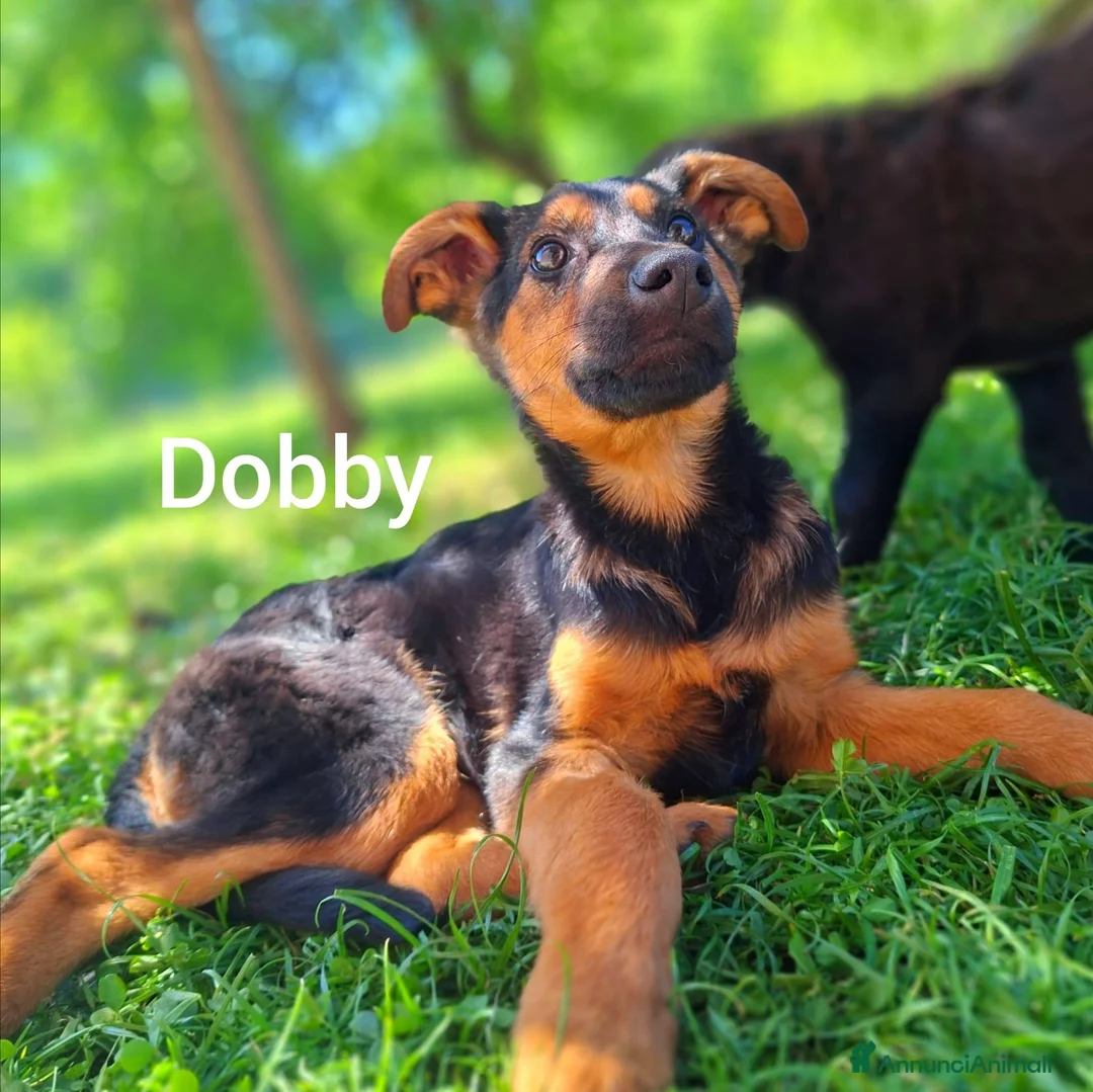 Meticcio cani in regalo: 8 CUCCIOLI CERCANO AMORE! Tg media, dolcissimi! - Annuncio 13
