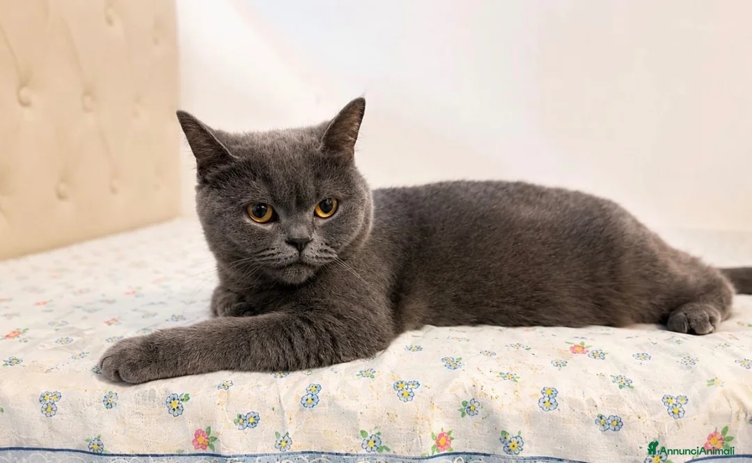 British gatti in vendita: Cuccioli British Shorthair – maschio e femmina - Annuncio 1