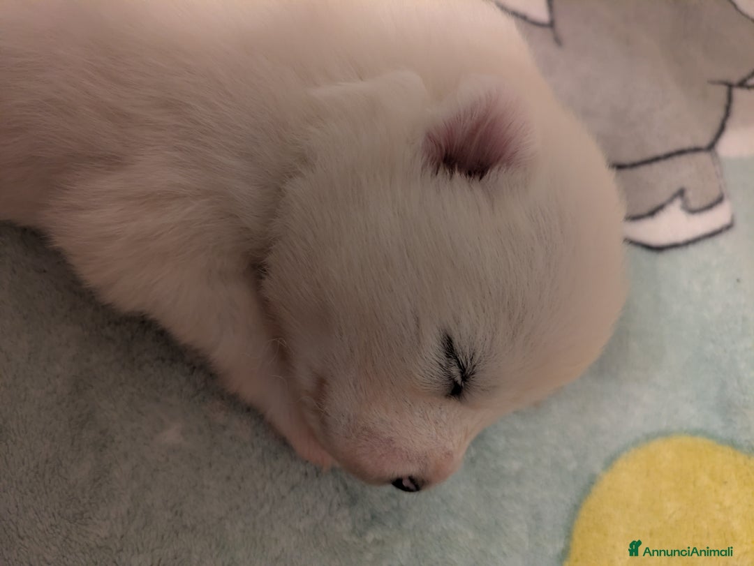 Samoiedo cani in vendita: Cuccioli di Samoiedo - Annuncio 23