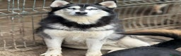 Husky cani in regalo: ECHO, fantastica SIBERIAN HUSKY dagli occhi blu! - Annuncio 4