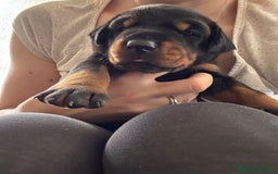 Dobermann cani in vendita: Cuccioli dobermann  a Provincia di Brindisi - Immagine 1