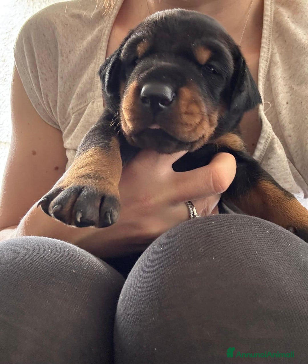 Dobermann cani in vendita: Cuccioli dobermann  a Provincia di Brindisi - Immagine 1