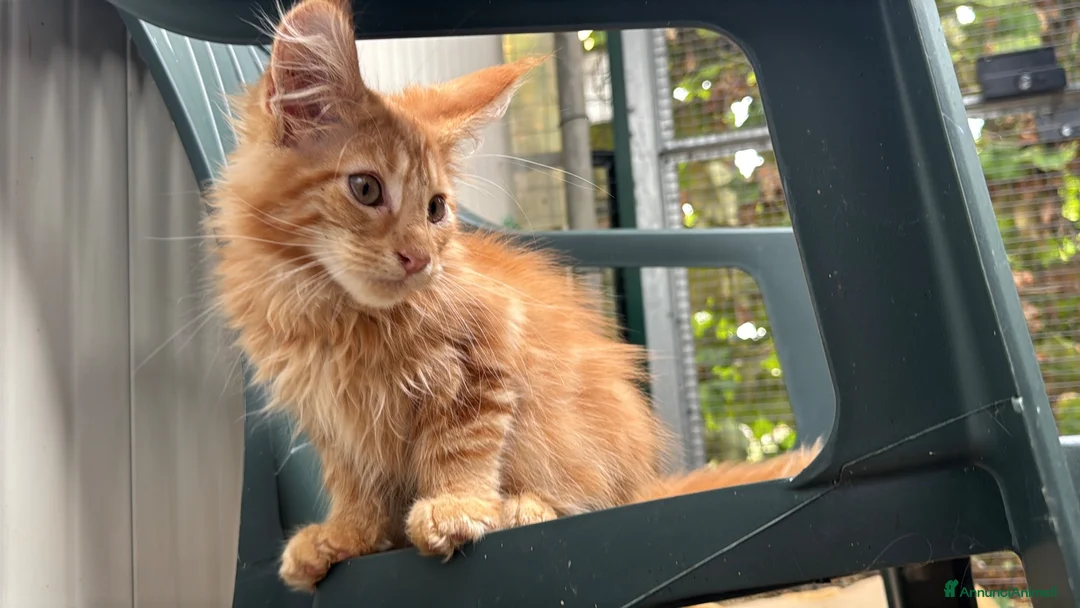 Maine Coon gatti in vendita: Maschietto rosso di maine coon - Annuncio 2