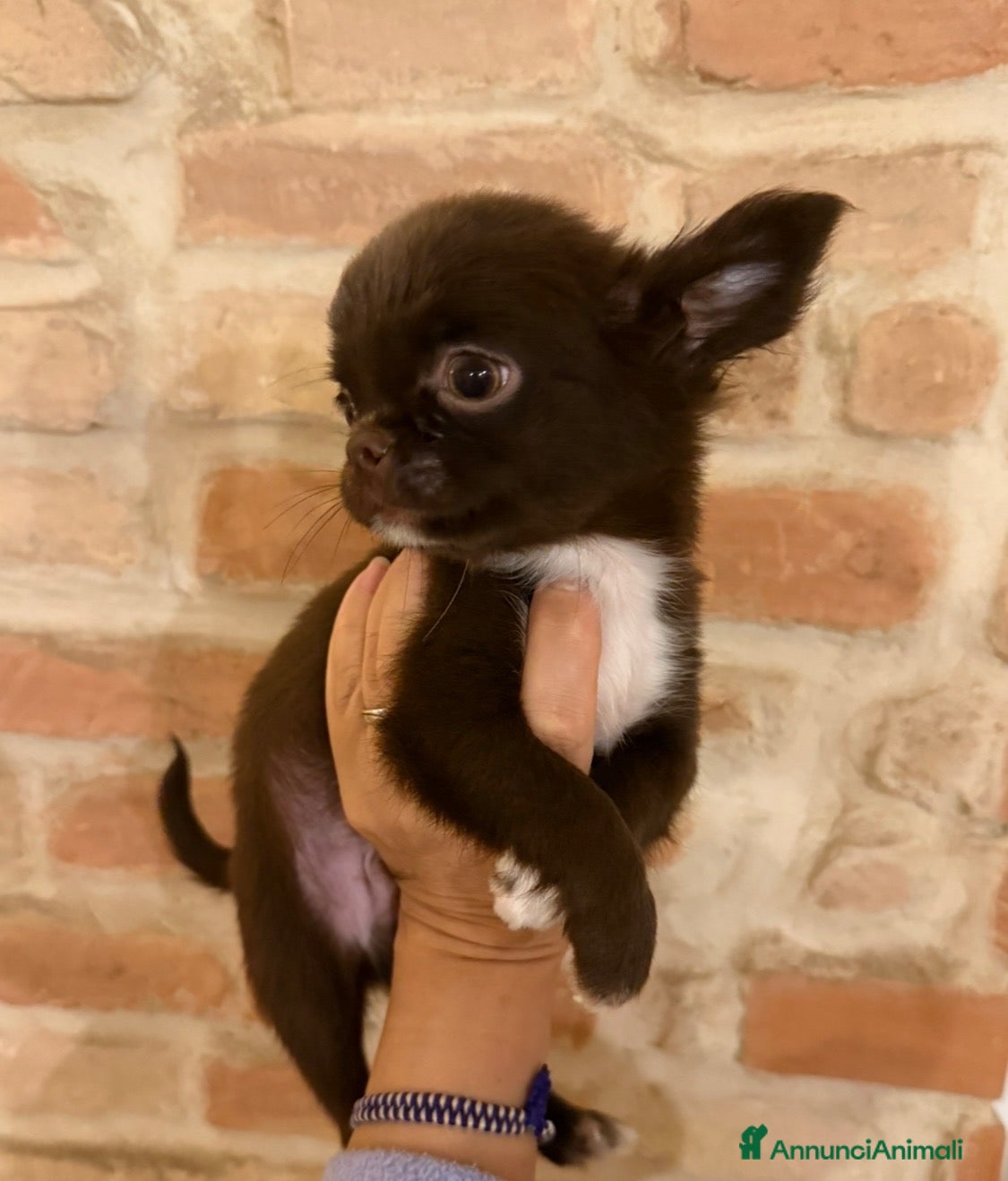 Chihuahua cani in vendita: Chihuahua mini - Annuncio 4