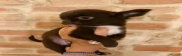 Chihuahua cani in vendita: Chihuahua mini - Annuncio 1