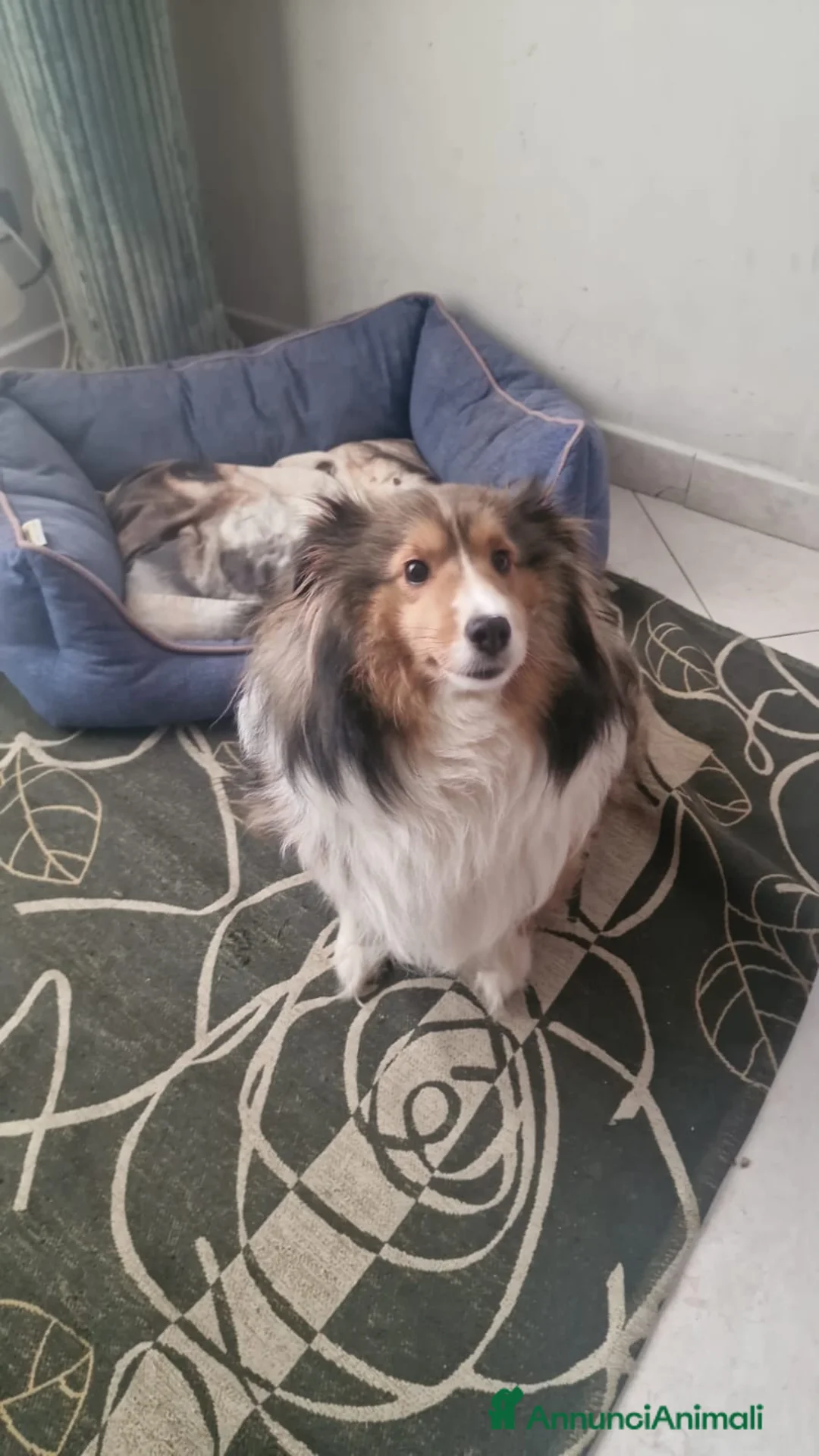 Shetland Sheepdog cani in vendita: femmina adulta shetland di 2 anni  - Annuncio 6