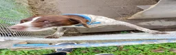 Bracco cani in regalo: Bracco tedesco/springer a Provincia di Ferrara - Annuncio 1